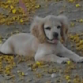 Esta es Sassy en el parque. 
